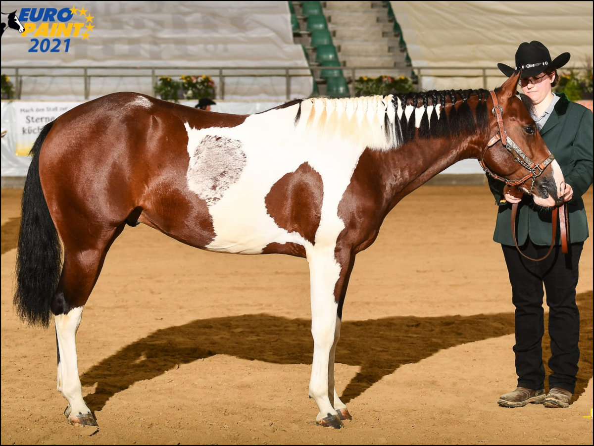 EM Halter mit TFR King Doc Olena