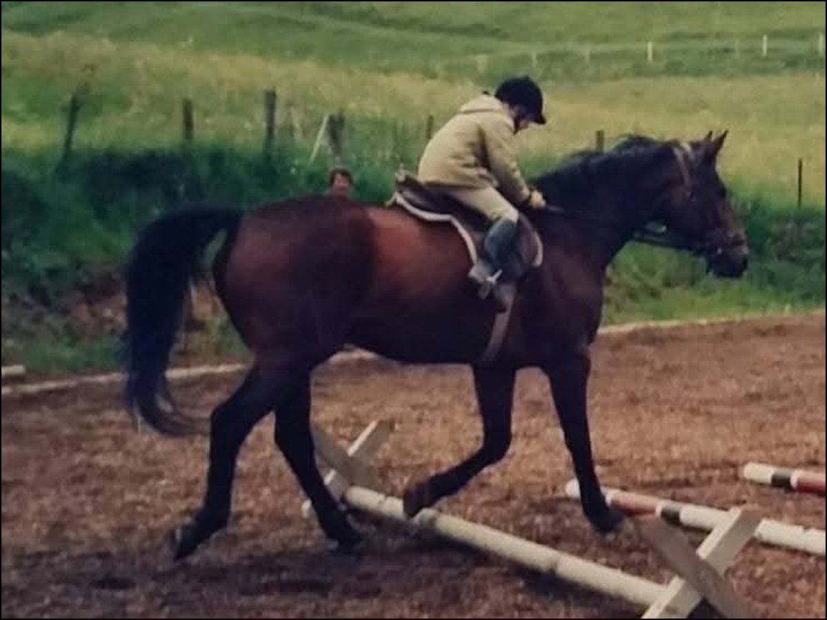 Erste Turnierversuche mit dem Bayerischen Warmblut Meldone